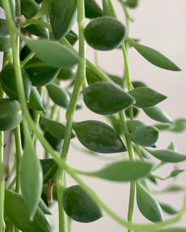 String of Beads or Teardrop plant