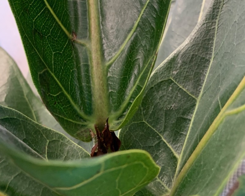 Fiddle Fig