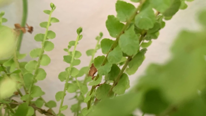 Nephrolepis, or Lemon Button Fern
