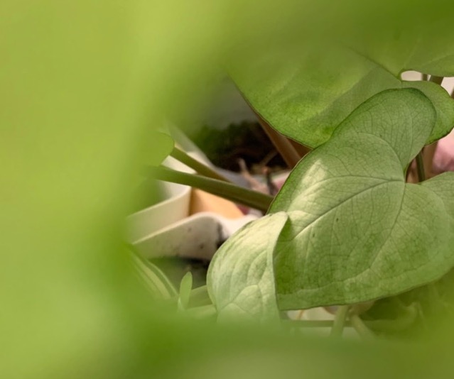 Indoor Plants