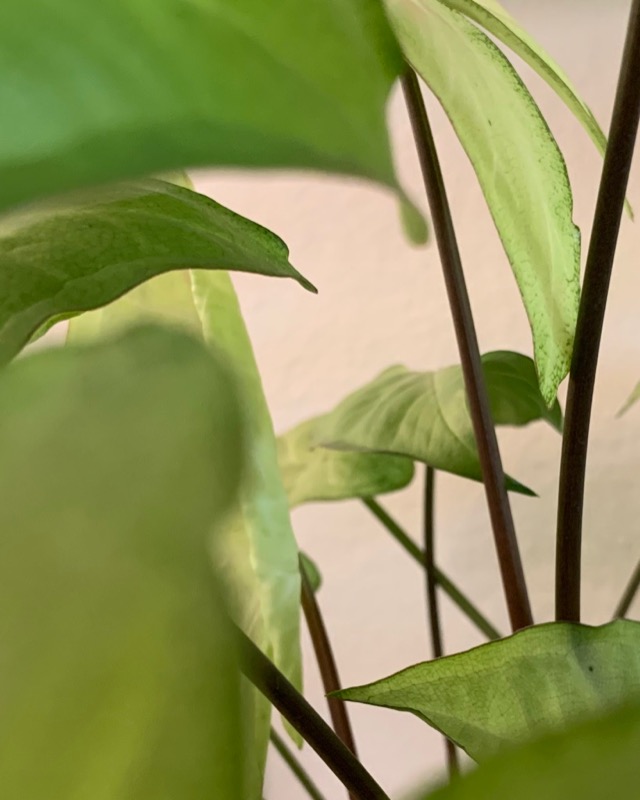 Syngonium podophyllum, or Arrowhead Plant