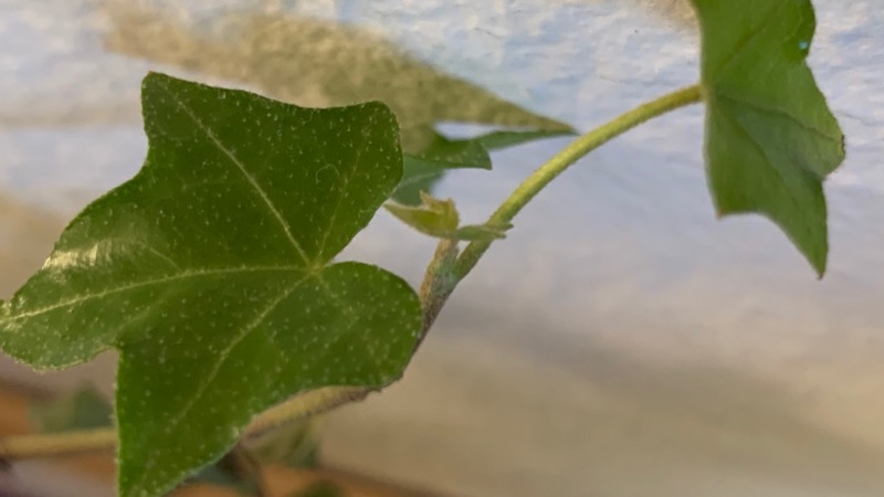 Ivy