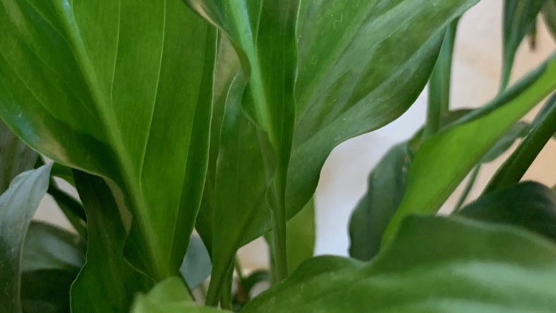 Spathiphyllum or Peace Lily