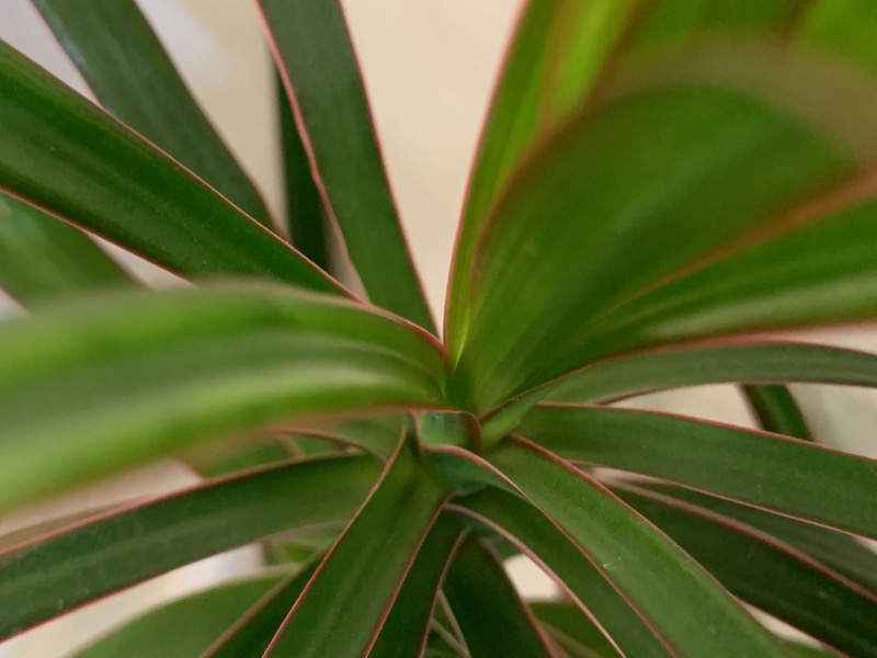 Dracaena marginata or Dragon Plant
