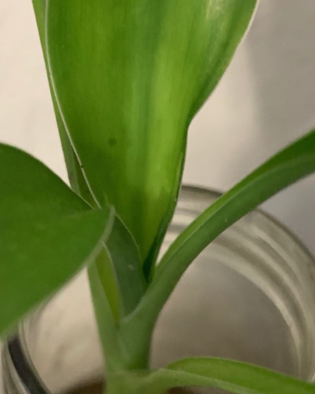 Dracaena braunii or Lucky Bamboo