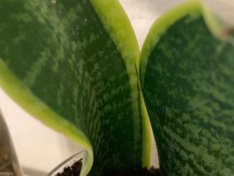 Dracaena trifasciata or Snake Plant