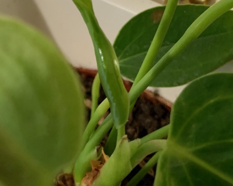 White Anthurium