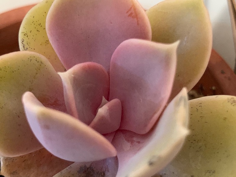 Pink Succulent