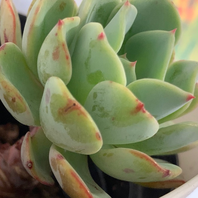 Green Succulent