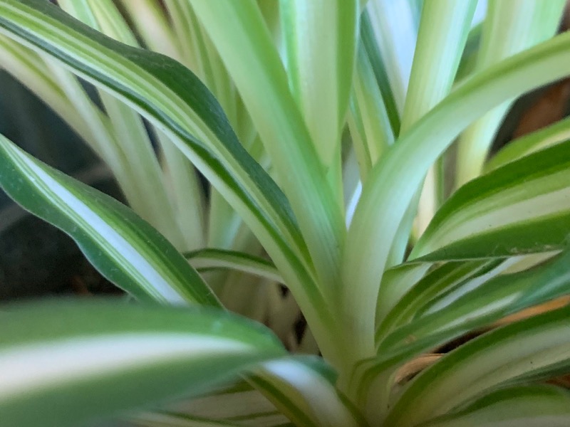 Chlorophytum comosum or Spider Plant